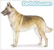 ����ʱ����ŵȮ