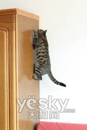 ��ʿ��2008������SHOW