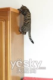 ��ʿ��2008������SHOW