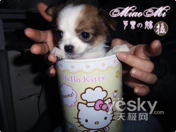 ��ʿ��2008������SHOW