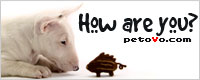 成都宠物-宠我!petovo.com